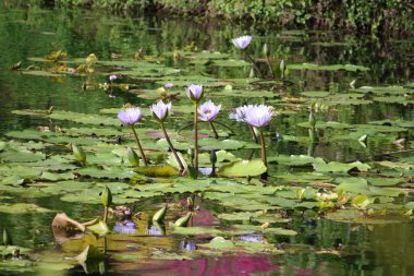 Kazablanka lilyum su