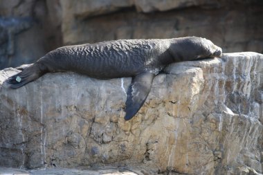deniz aslanı uyuyan bebek
