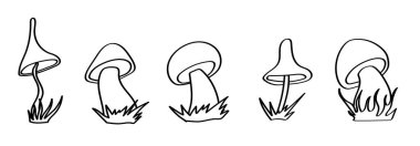 Mantarların boyama kitabı.