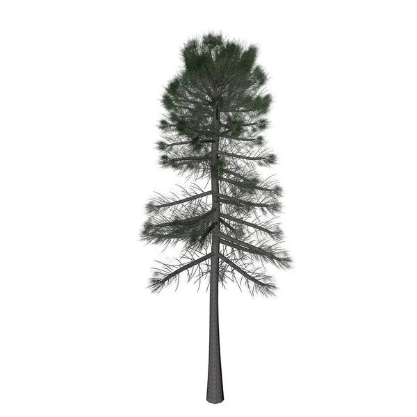 Pine Tree Nature Rendering — Foto Stock