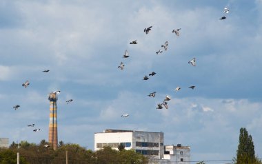 Bitkinin arka planında uçan kuşlar. Ekoloji ve endüstri.