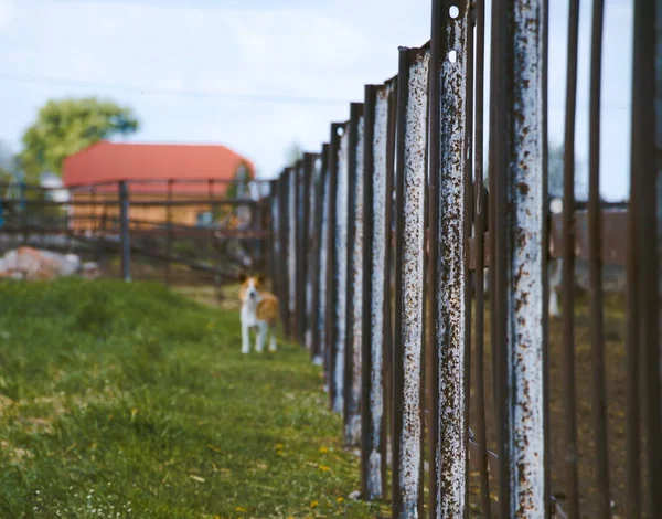 Ijzeren Dorpshek Een Kleine Hond — Stockfoto