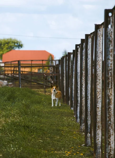 Iron Village Fence Small Dog — Stock Photo, Image