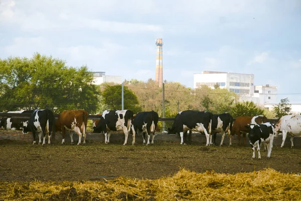 Cows Haystack Fence Farming Animal Husbandry — Photo