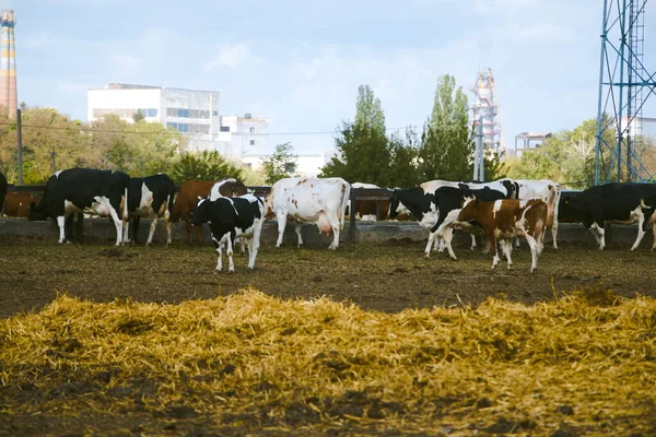 Cows Haystack Fence Farming Animal Husbandry — Photo