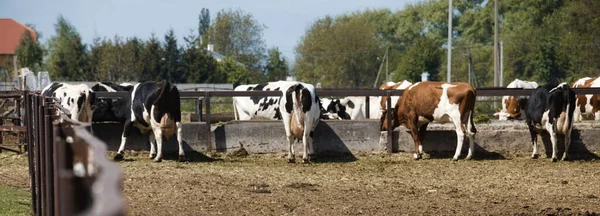 Tehenek Legelőn Ukrán Farm Pajta Kerítéssel — Stock Fotó