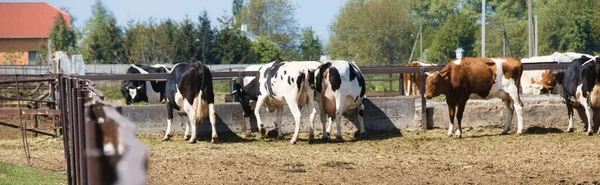 Tehenek Legelőn Ukrán Farm Pajta Kerítéssel — Stock Fotó