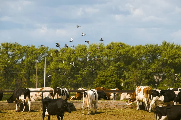 Cows Pasture Ukrainian Farm Barn Fence — Stock Photo, Image