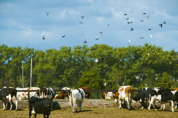 Cows Pasture Ukrainian Farm Barn Fence — Stock Photo, Image