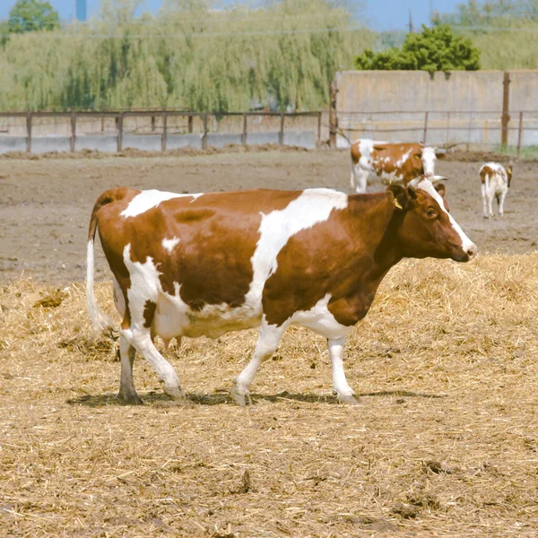 Walking and grazing brown cow. Farming.