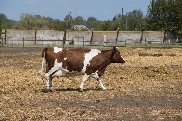 Walking and grazing brown cow. Farming.