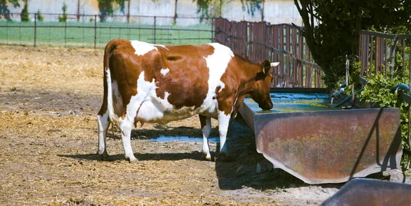 Cow Pasture Watering Hole Ukrainian Farm Animal Husbandry — Foto de Stock