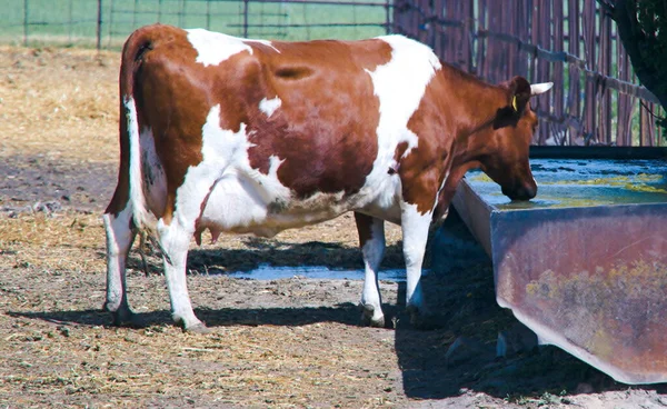 Cow Pasture Watering Hole Ukrainian Farm Animal Husbandry — Stock Fotó