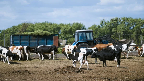 Cows in the pasture. Ukrainian farm. A blue tractor with a trailer full of cut grass.
