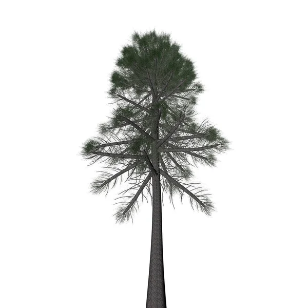 Pine Tree Nature Rendering — Foto Stock