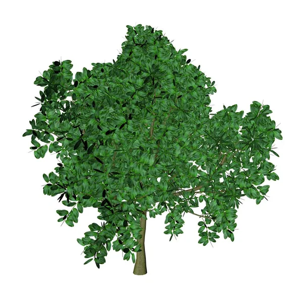 Φυλλοβόλο Δέντρο Φύση Απόδοση Από Ένα Μοντέλο — Φωτογραφία Αρχείου