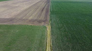 Ağaçlı bir tarlada toprak yol. Doğa ve tarım.