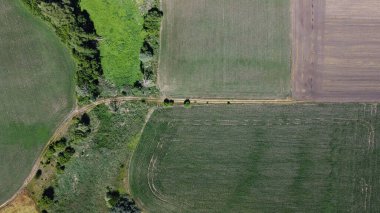 Ağaçlı bir tarlada toprak yol. Doğa ve tarım.