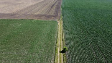 Ağaçlı bir tarlada toprak yol. Doğa ve tarım.