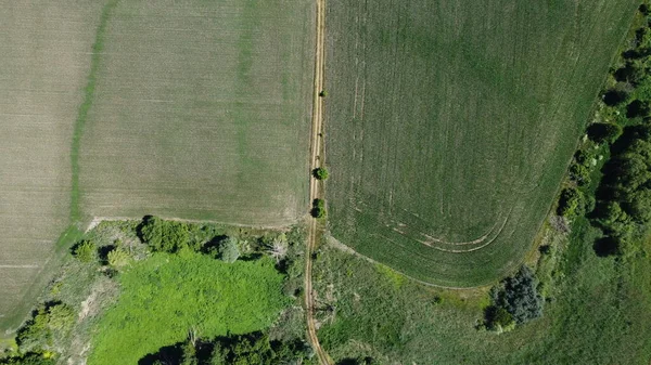 Dirt Road Field Trees Nature Agriculture — Foto de Stock