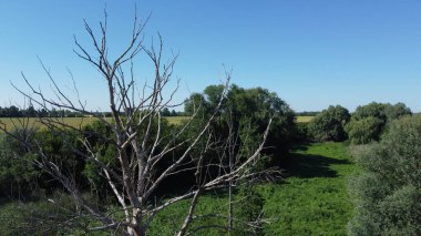 Yeşil tarlaların ve bitkilerin arka planında kurumuş ağaç. Ekoloji, kuraklık ve doğa.