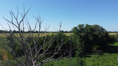 Yeşil tarlaların ve bitkilerin arka planında kurumuş ağaç. Ekoloji, kuraklık ve doğa.