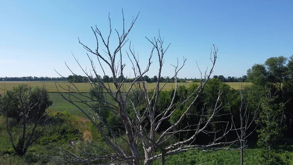 Withered tree against the background of green fields and vegetation. Ecology, drought and nature.