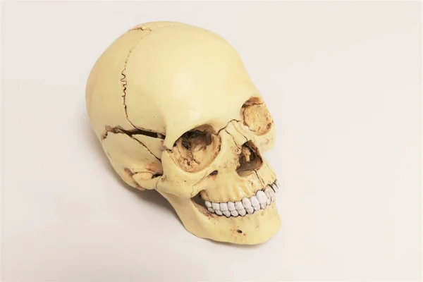 Model Human Skull Biology Anatomy — Photo