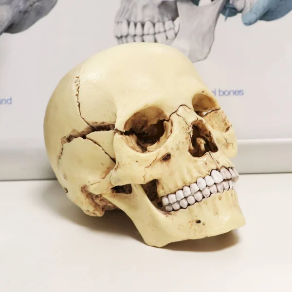 Model of a human skull. Biology and anatomy.