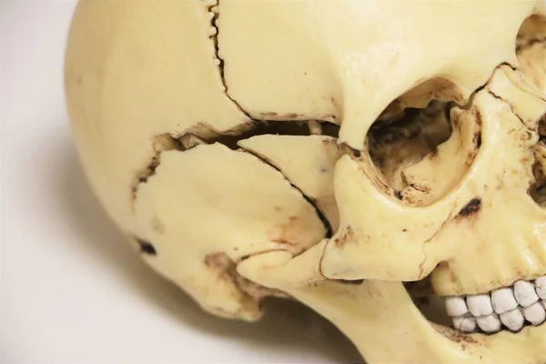 Model Human Skull Biology Anatomy — Fotografia de Stock