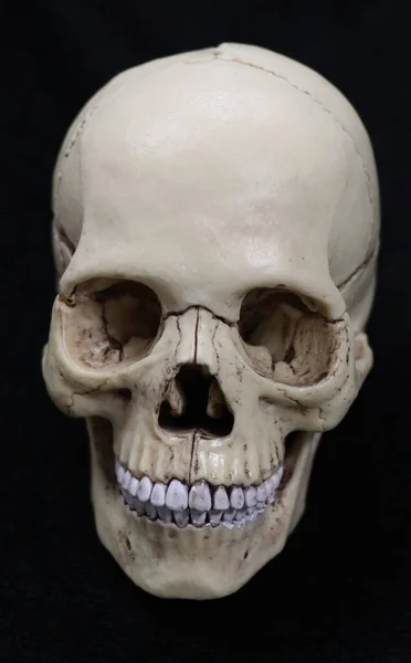 Model of a human skull. Biology and anatomy.