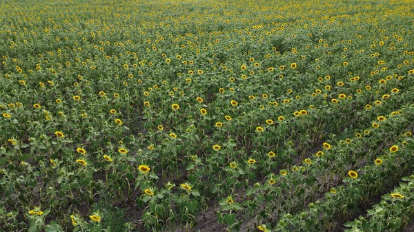 Sunflower field. Agriculture and harvest. Raw materials for sunflower oil.