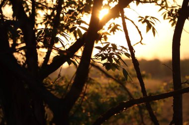 Orange sunset through trees and leaves.