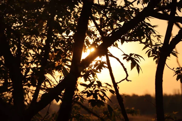 Orange Sunset Trees Leaves — Foto de Stock