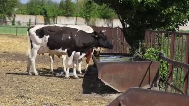 Two Cows Farm Drink Water Trough — Stock videók