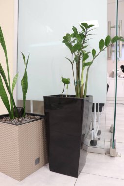 Ofiste ya da hastanede saksılarda dekoratif bitkiler var..