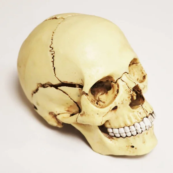 Model Human Skull Medicine Healthcare — Fotografia de Stock