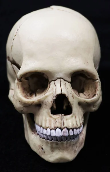 Model of a human skull. Medicine and healthcare.