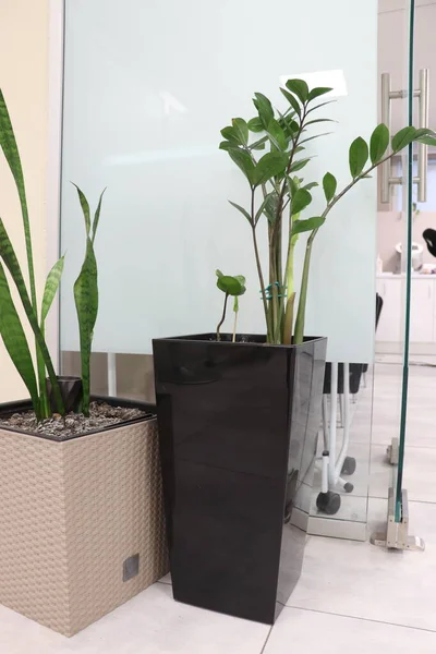 Decorative plants in flowerpots in the office or hospital.