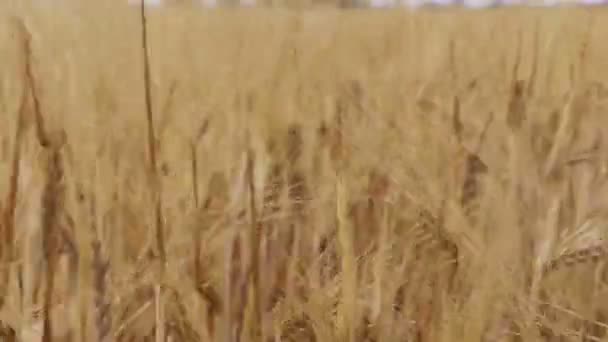 Спелые Колоски Пшеницы Ветру Крупным Планом Урожай Зерна — стоковое видео