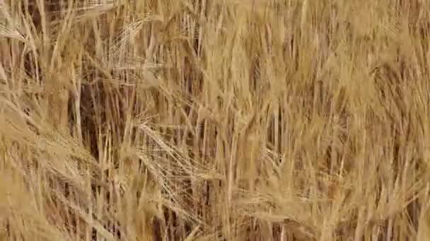 Ripe Spikelets Wheat Wind Close Grain Harvest — Stock Video