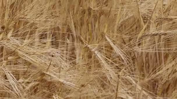 Спелые Колоски Пшеницы Ветру Крупным Планом Урожай Зерна — стоковое видео