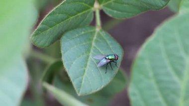 Yaprağın üzerinde yakın plan uç. Böcek ve doğa.