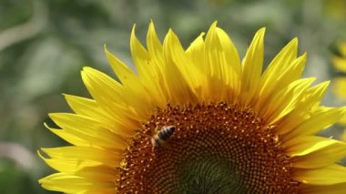 Ayçiçeğinin arılar gibi böceklerce polenlenmesi, yakın plan..