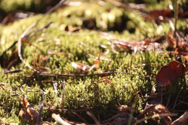 ormandaki yeşil yosun yakın çekim.