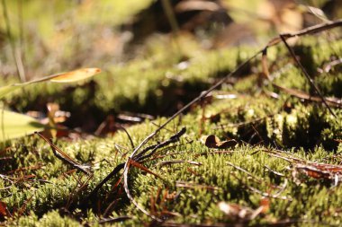 ormandaki yeşil yosun yakın çekim.