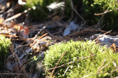 ormandaki yeşil yosun yakın çekim.