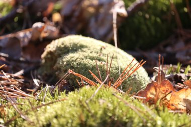 ormandaki yeşil yosun yakın çekim.