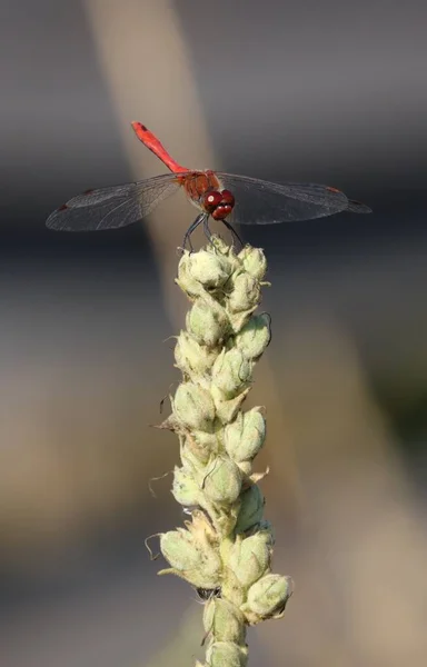 Red Dragonfly Sits Plant Close — стоковое фото