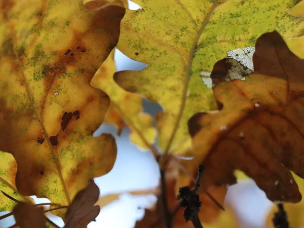 Gele Herfstbladeren Van Dichtbij Natuur Seizoen — Stockfoto